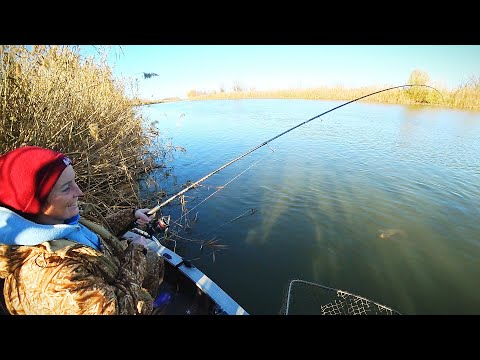Видео: НА РЫБАЛКУ С ЖЕНОЙ БОЛЬШЕ НЕ ЕДУ! ВСЮ РЫБУ ВЫЛОВИЛА, А Я НЕ ОДНОЙ! Рыбалка на сазана поздней осенью.