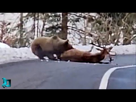 Видео: Битвы Животных без Правил! Шокирующие Кадры Снятые на Камеру