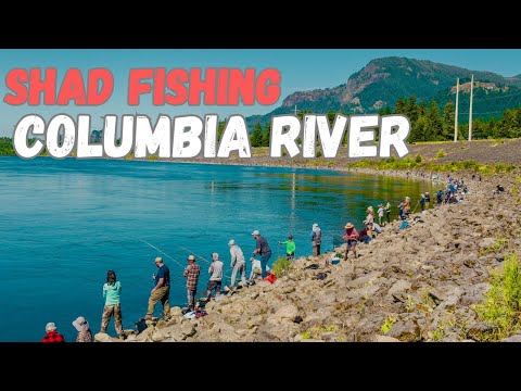 Видео: DREAM SHED FISHING / COLUMBIA RIVER / СЕЛЕДКА