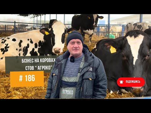Видео: #186  Бізнес на коровах 🐄 Молочна ферма та ферма для вирощування бичків.