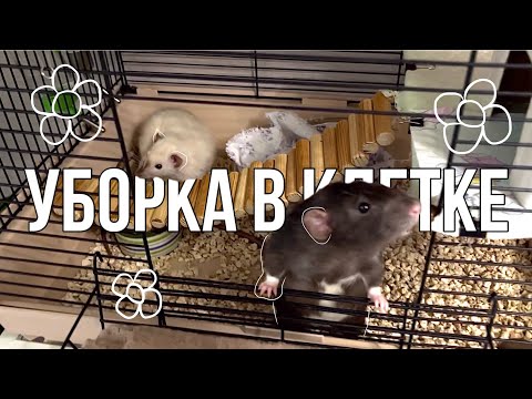 Видео: ✧ Уборка в клетке у крыс✧