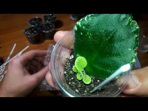 Видео: Размножение фиалок. Часть 2 фрагменты/часть листа