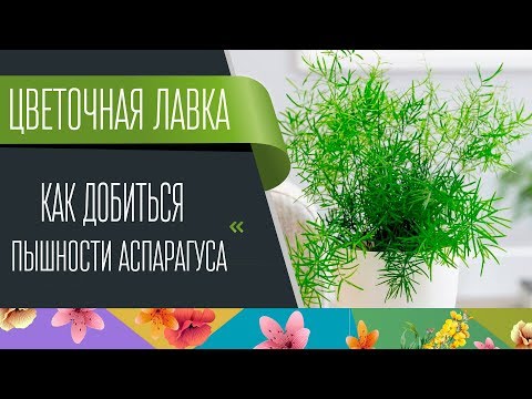 Видео: Как добиться пышности аспарагуса