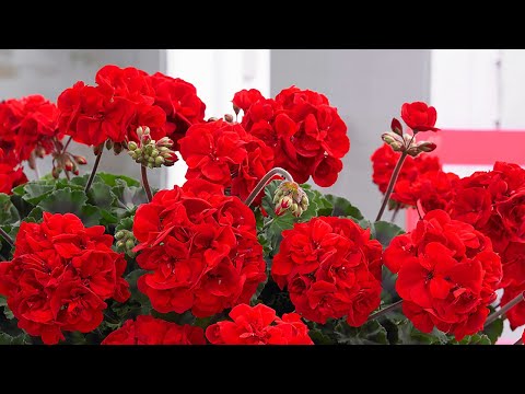 Видео: ГЕРАНЬ ЛЮБИТ эти подкормки, пышно растет и бешено цветет! ЖАЛЕЮ, что РАНЬШЕ об этом не знала!