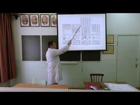 Видео: Пищеварительная система. Общий план строения