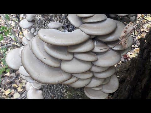 Видео: ВЕШЕНКА. Октябрьский первьІй сбор.