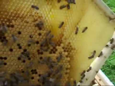 Видео: Постепенное превращение злой пчелосемьи в добрую Карнику Пешец   Часть 1
