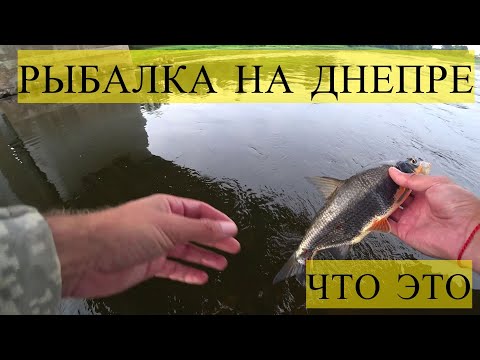 Видео: ЧТО ЭТО,ПОДУСТ ИЛИ...РЫБАЛКА НА ДНЕПРЕ В ГОРОДЕ ОРША