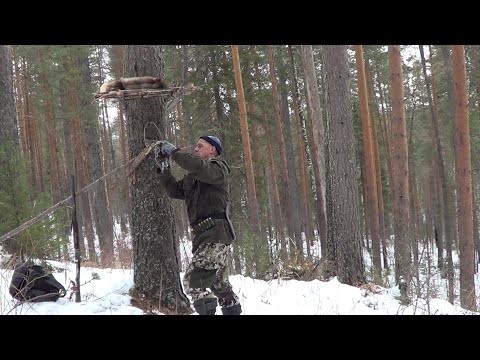 Видео: Охота на куницу капканами. сезон 24-25г. / ФОТОЛОВУШКА, БРОДЯЧИЕ ПСЫ, КОСУЛИ, КУНИЦА.