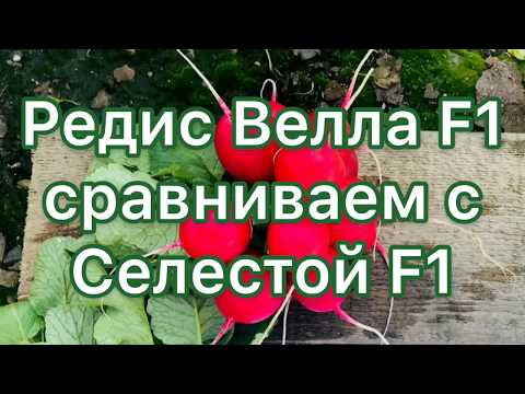 Видео: Редис Велла F1 сравниваем с Селестой F1