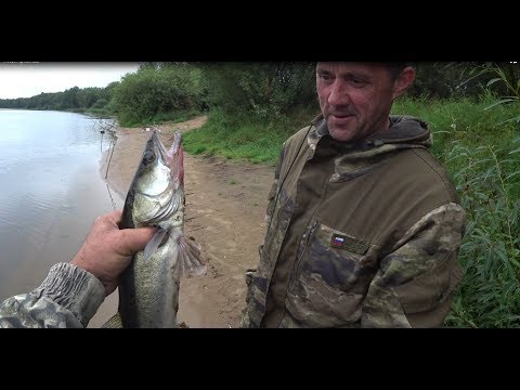 Видео: Луга. Куровицы. Судак и Окунь.