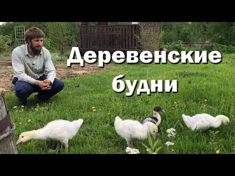 Видео: Новый огород и текущие дела.
