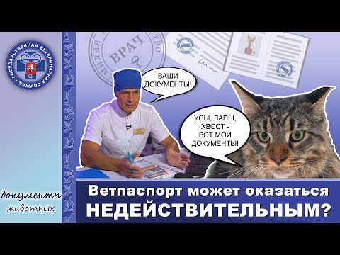 Видео: Оформление ветпаспорта питомца. Как это сделать правильно | Животные и их документы.