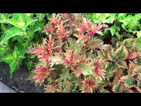 Видео: Колеусы (Coleus, Solenostemon) на даче Новомодного Г.В. в 2015 году