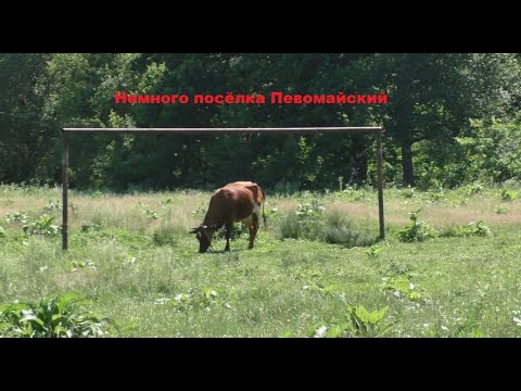 Видео: Вновь посёлок Первомайский. Печаль, тоска....#332