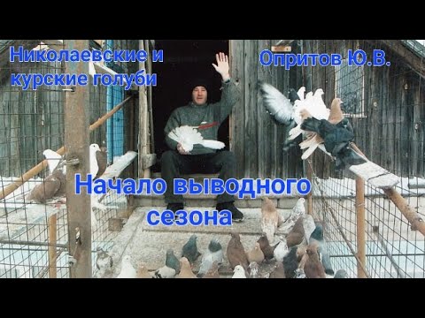 Видео: Николаевская и курская птица Опритова Юрия  Викторовича
