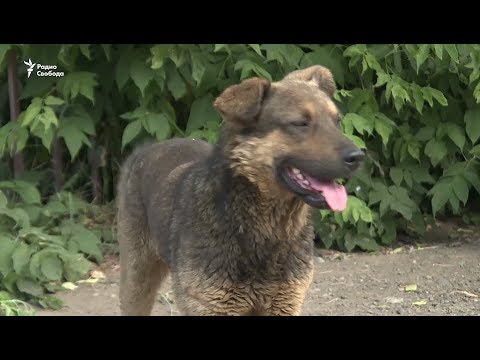 Видео: Карантин. Приют для животных закрыт для волонтеров