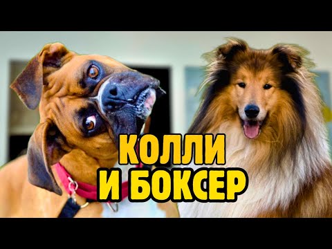 Видео: Работаю с КОЛЛИ и БОКСЕРОМ — день в груминг-салоне #dogs #grooming #vlog