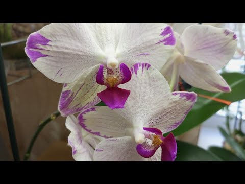 Видео: 16.09.2025.ОСТАТКИ ЦВЕТЕНИЯ МОИХ ОРХИДЕЙ в СЕНТЯБРЕ 😀