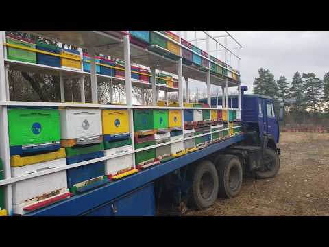 Видео: Тонкости пчеловодства. Пасека Жмайлова.
