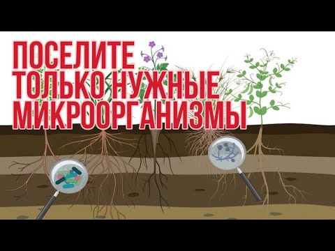 Видео: Какие, как и когда внести микробы в почву, чтоб она оздоровилась и стала плодродной