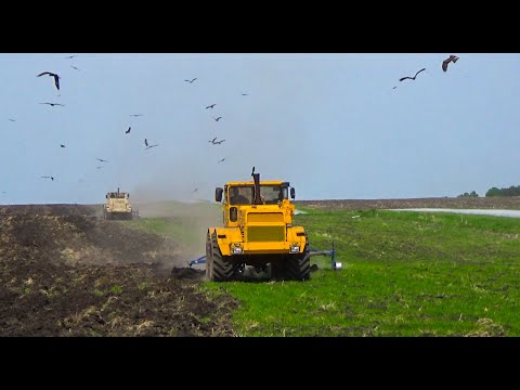 Видео: Старые кировцы К 701 с новыми скоростными плугами ПСКУ 8 на обработке полей!