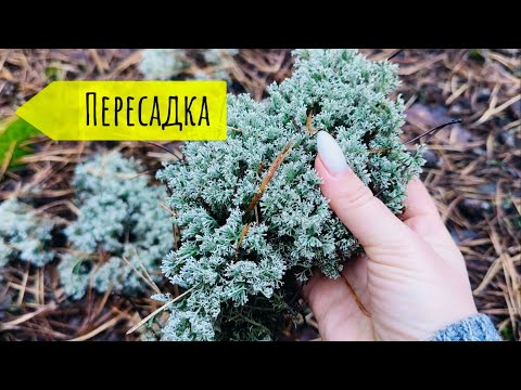 Видео: Орхидеи пересадка 🦋🦋🦋