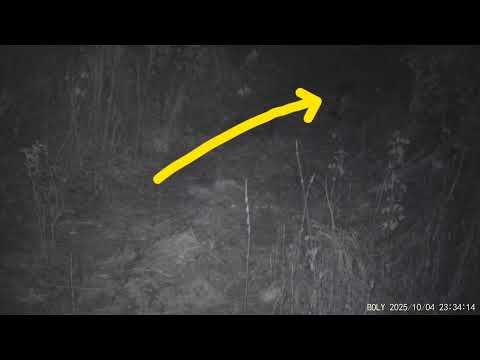 Видео: Кто охотится на Лошадей в лесу? Хищники не спят! 