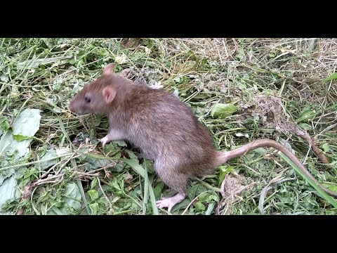 Видео: ДИКИЕ КРЫСЫ В ОГОРОДЕ Поймали крысу  ДИКИЙ ПАСЮК  Крыса пасюк  Как поймать крота крысу КРЫСЫ ВИДЕО