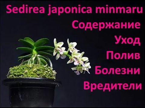 Видео: SEDIREA JAPONICA MINMARU   УХОД ПОЛИВ БОЛЕЗНИ ВРЕДИТЕЛИ СОДЕРЖАНИЕ
