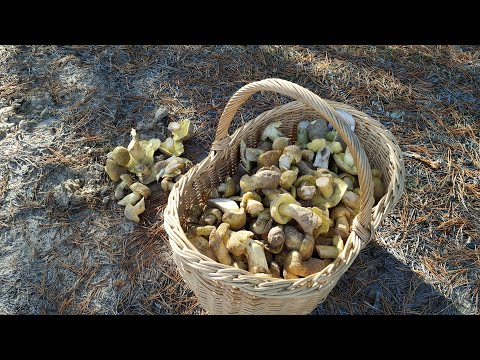 Видео: Рядовка зеленая, зеленушка, зеленуха, песочник по всюду.