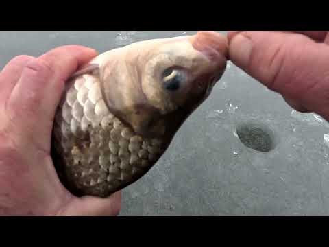 Видео: ЛОВЛЯ КРУПНОГО КАРАСЯ ЗИМОЙ НА РЕКЕ САКСАГАНЬ 31.01.2024