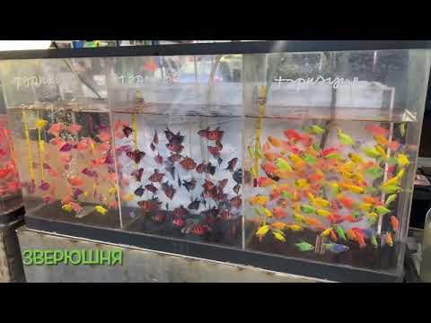 Видео: Птичий рынок г.Екатеринбург 05.07.2025 #птичийрынок #рыбки #аквариумистика #екатеринбург #попугай
