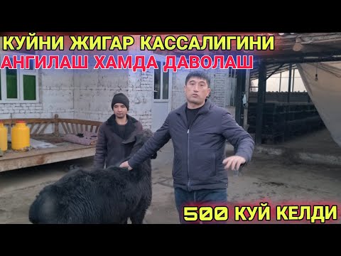 Видео: КУЙ БОКИШ УСЛУБИ ЖИГАР КАСАЛЛИГИНИ АНИГЛАШ