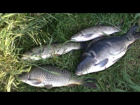 Видео: Лучшая оснастка для ловли КАРПА. Ловля КАРПА и БЕЛОГО АМУРА в июне!!!