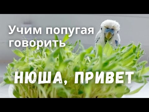 Видео: Учим попугая говорить Нюша, привет
