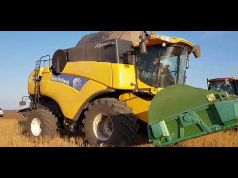 Видео: Выращивание бинарных посевов. 18.07.2019 No-till. Уборка и подведение  итогов