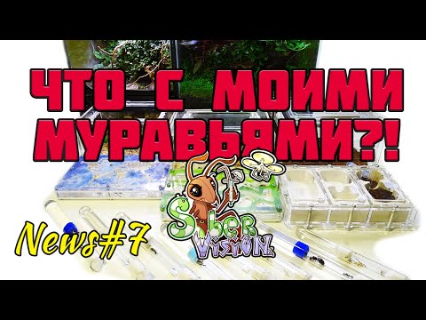 Видео: Что происходит с моими Муравьями?1 ● Муравьиные новости #7