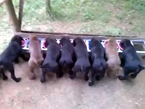 Видео: Кормление кане корсо