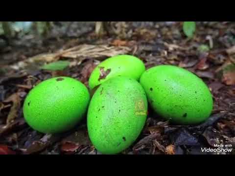 Видео: Муъмин ~3~ Ҳоҷи Мирзо