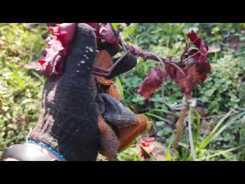 Видео: Шпалера для винограда. Часть 2