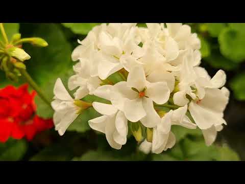 Видео: Пеларгония зональная. Красивые сорта из разных серий. Цветы 2025.