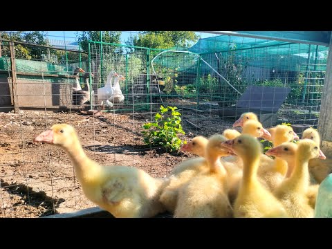 Видео: Гуси гусята крупная серая линда, содержание молодняка, как и что делать, и на что обратить внимание