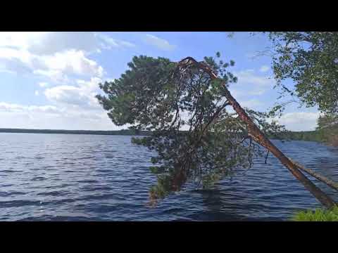 Видео: Озеро Черное Белыничского района