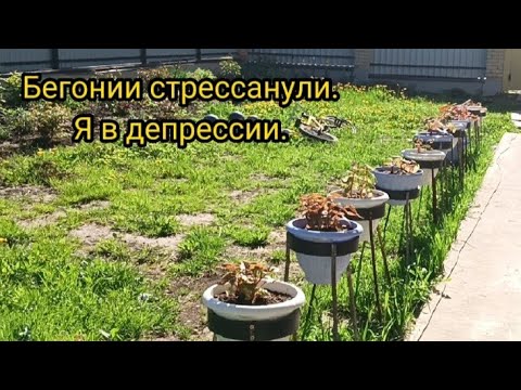 Видео: Бегонии на улице.Кто  и как себя чувствует, показываю.