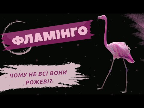 Видео: Цікаві факти про фламінго.