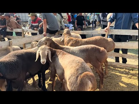 Видео: Талас мал базар
