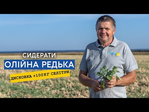 Видео: Редька олійна на сидерати. Як вплинула на врожайність ротаційна борона.