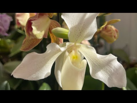 Видео: Влог орхидейницы. Цветоносы))) а кто же ещё ! ☺️☺️☺️