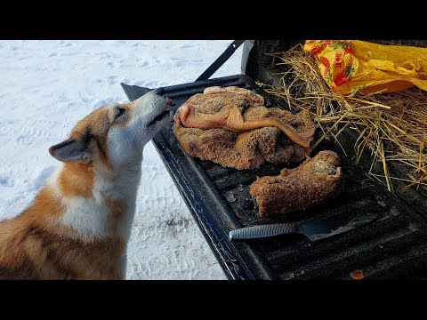 Видео: Вкусняшки от Волчана и Чиды